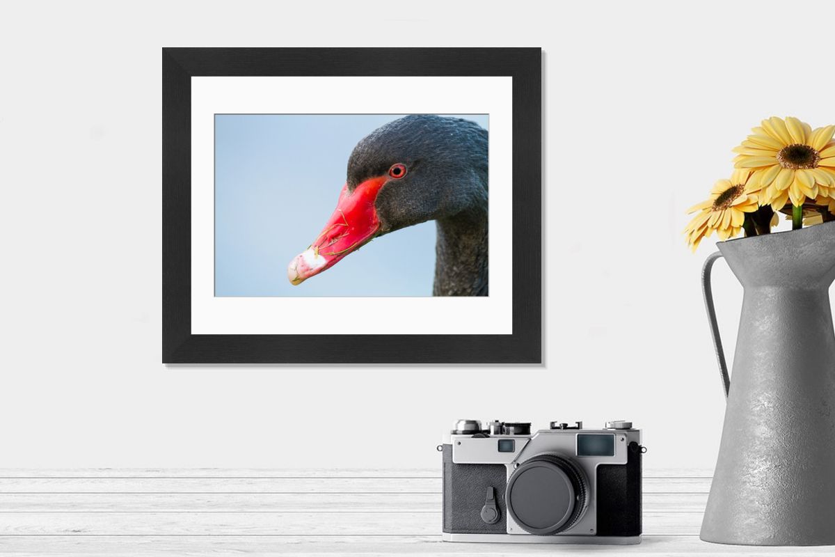 Black Swan Print: Cygnus atratus at River Rhine. Art Prints