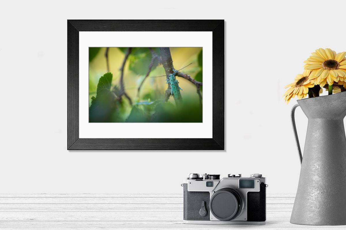 product preview 0