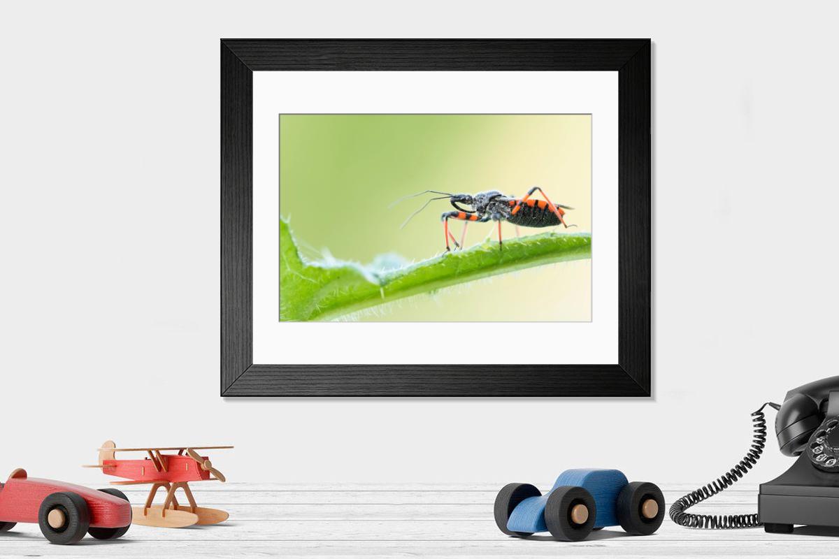 product preview 0