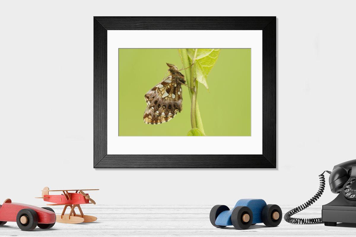 product preview 0