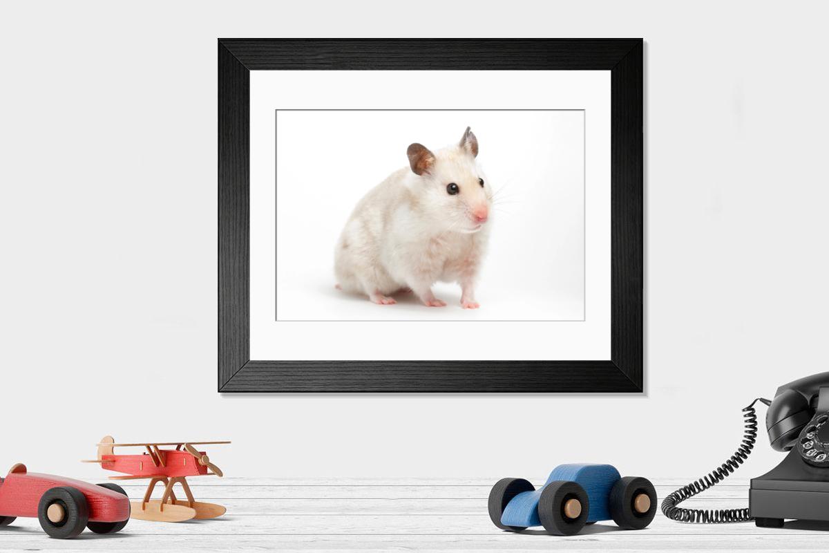 product preview 0
