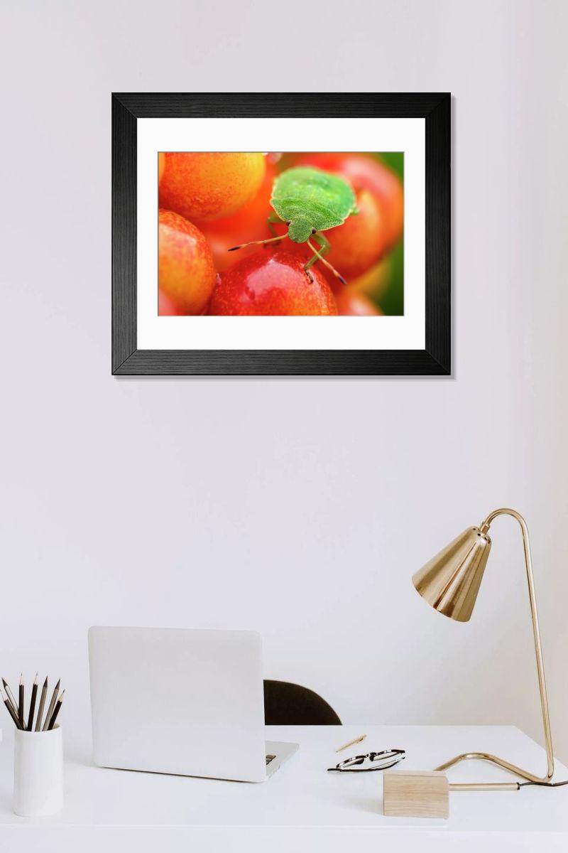 product preview 0