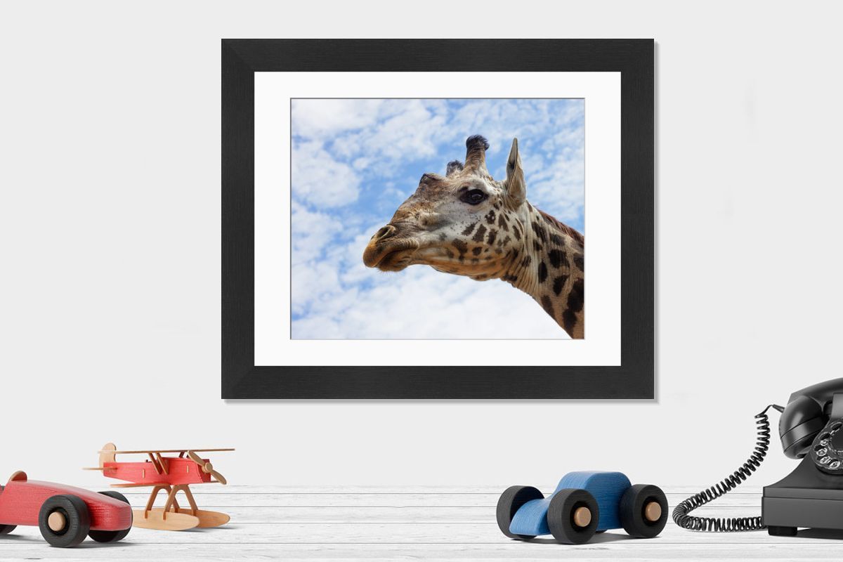 Endangered Masai Giraffe Head Portrait Print, Kenya. Art Prints