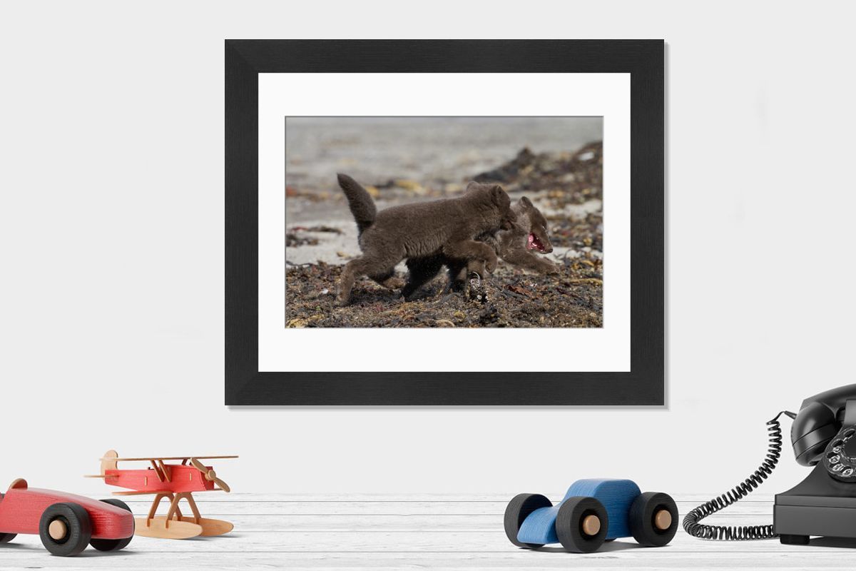Two Arctic Fox Cubs, Hornvik, Iceland - Print. Art Prints, Posters