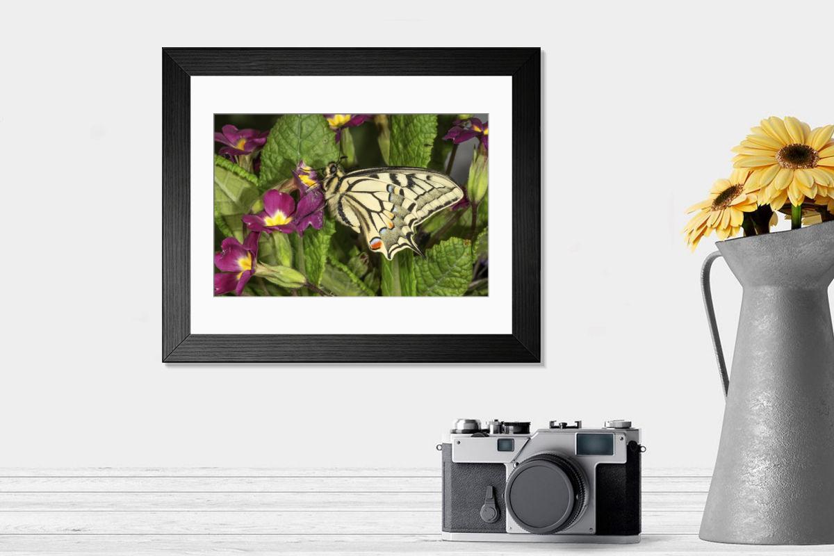 product preview 0