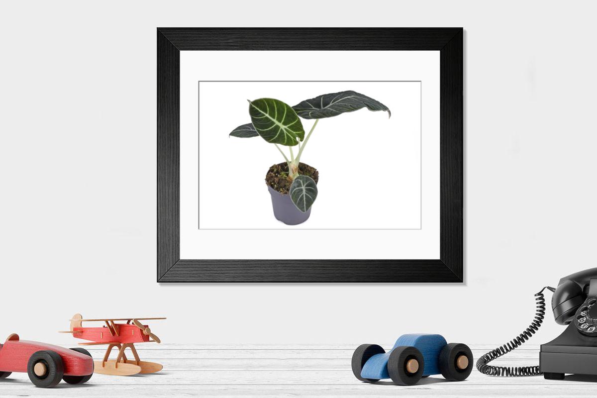 product preview 0