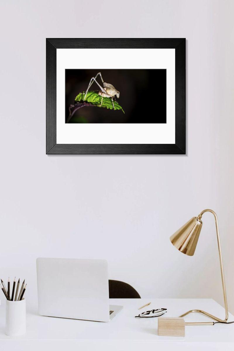 product preview 0