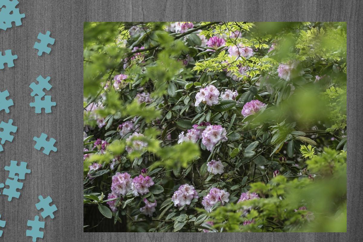 Jigsaw Puzzle of Rhododendron Simona Print, Emsland, Lower Saxony, Germany.  Jigsaw Puzzle from imageBROKER