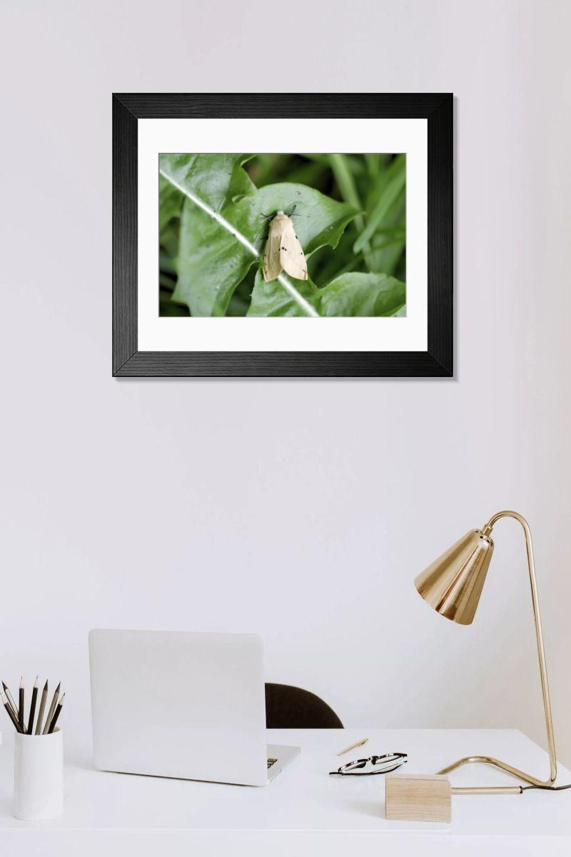 product preview 0