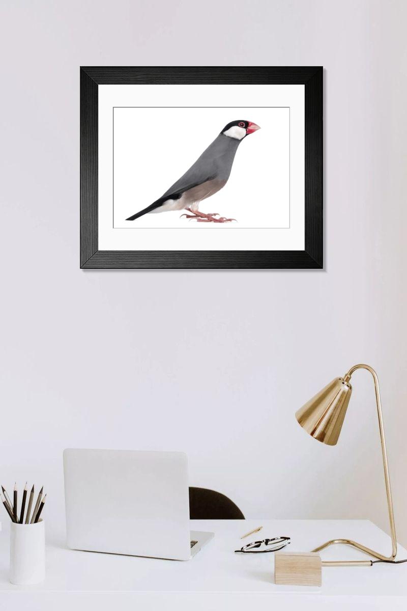 product preview 0