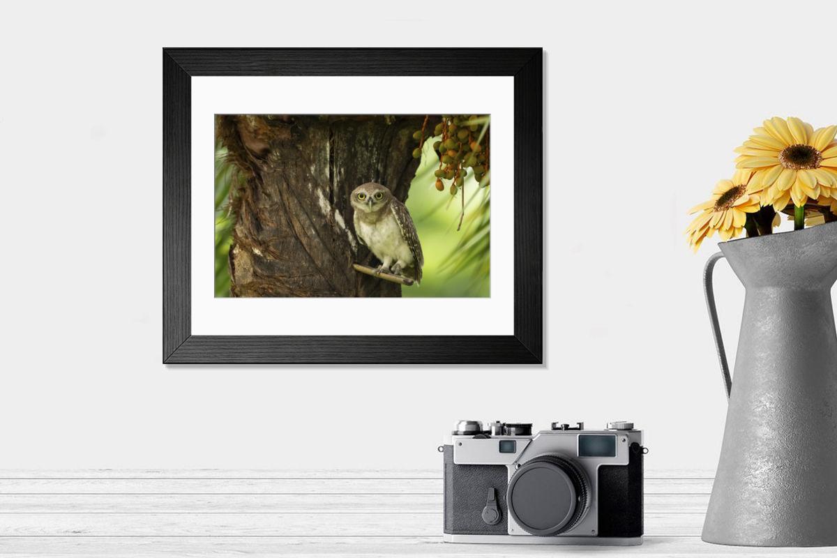 product preview 0