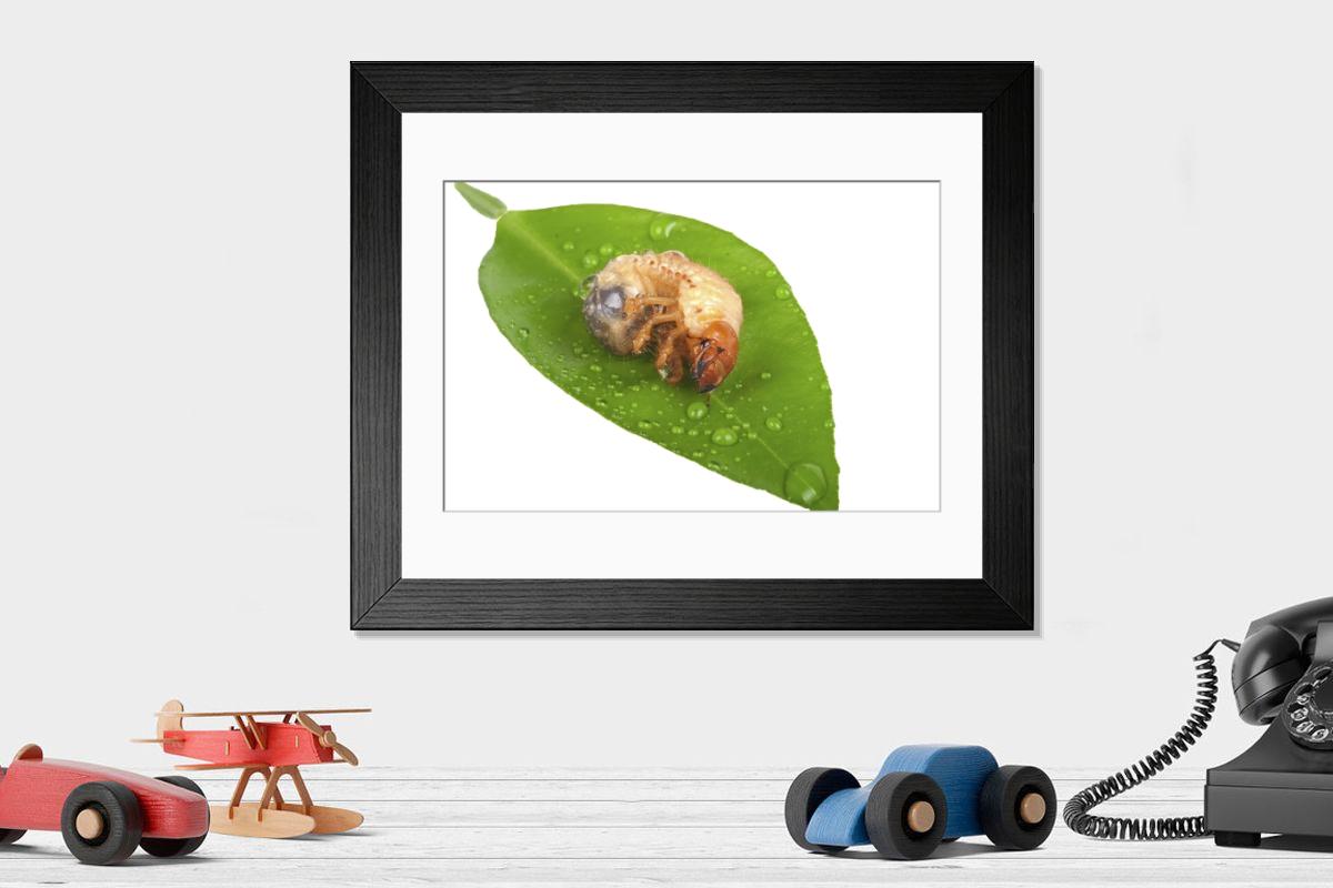 product preview 0