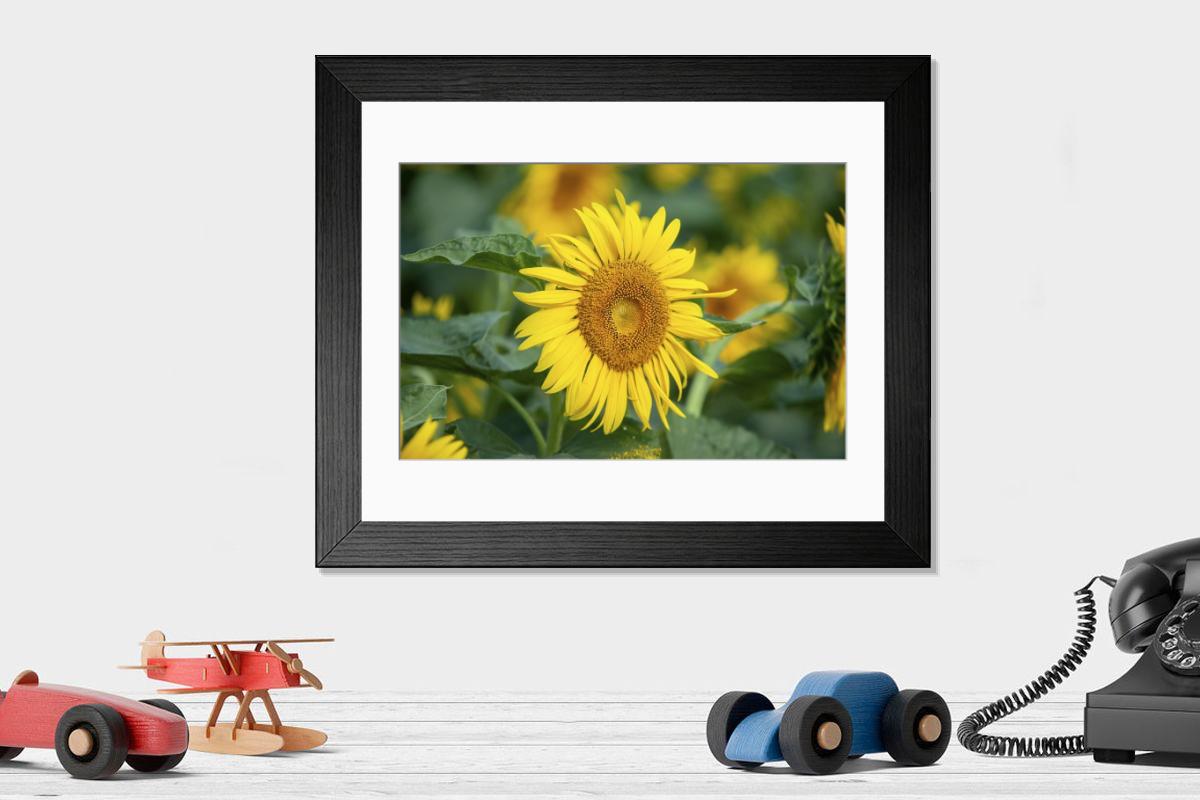 Shown hanging in a room: Modern 14"x12" (36x31cm)