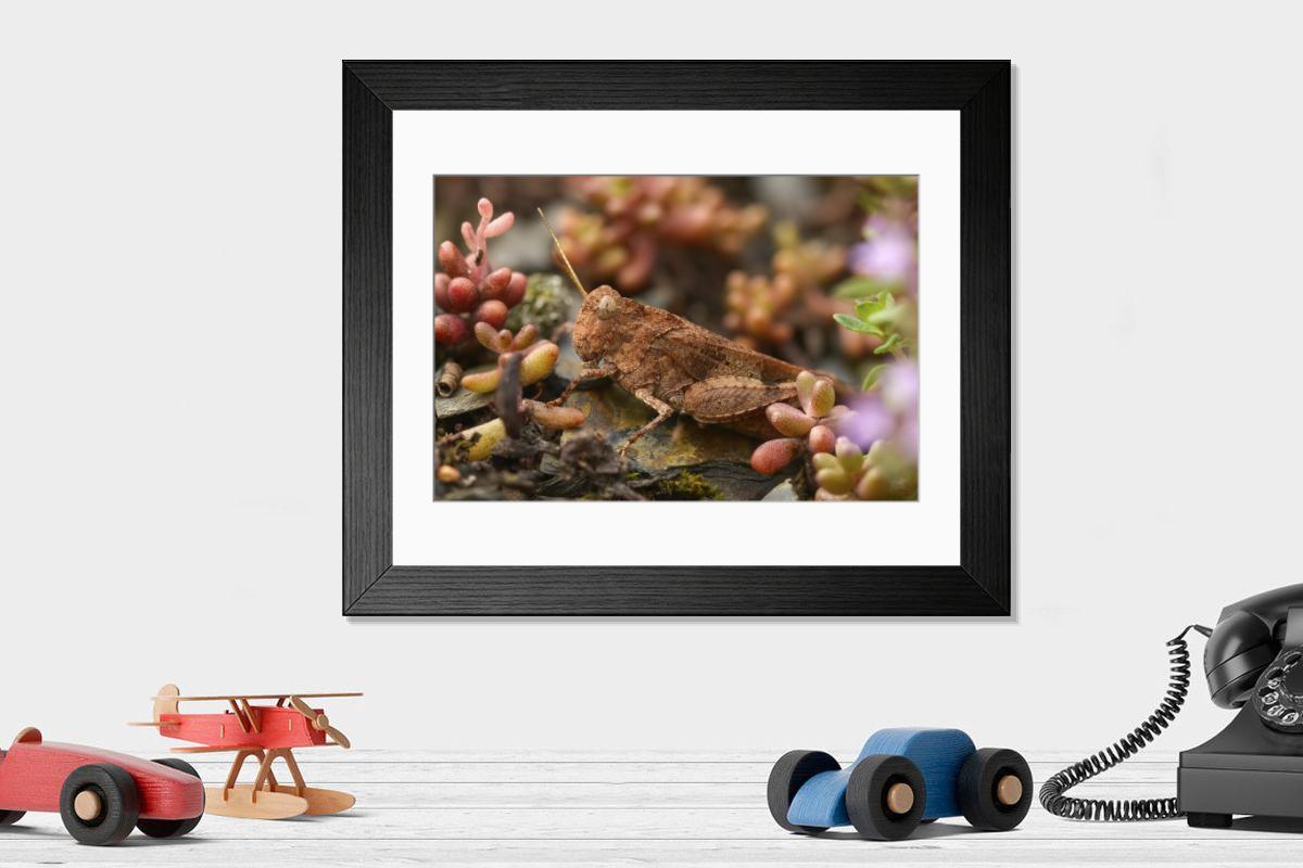 product preview 0