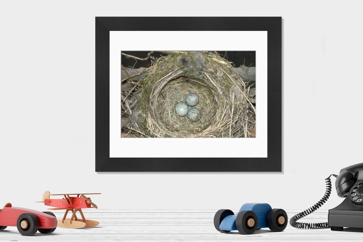 Mistle Thrush - Eggs in Nest Print (Turdus viscivorus). Art Prints