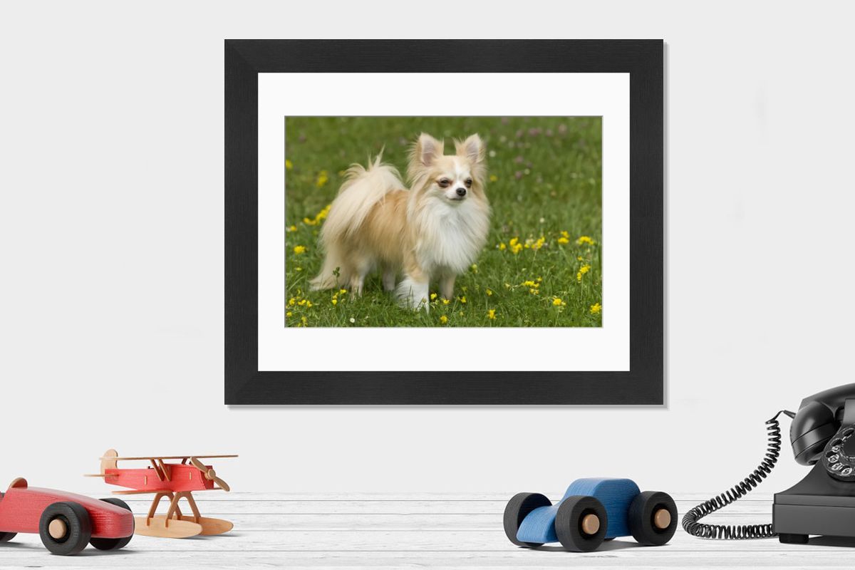 Long-Haired Chihuahua Print - LA-7295 by Jean-Michel Labat. Art