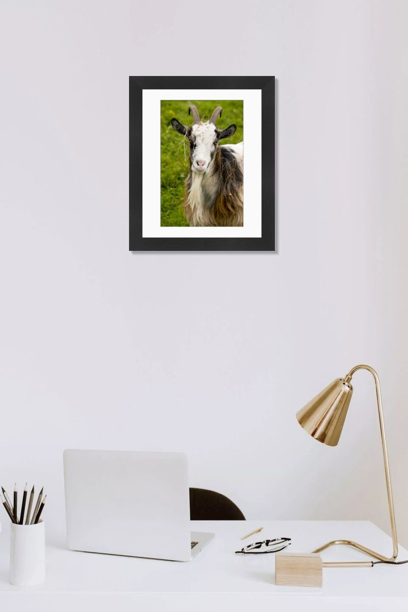 Hungarian Billy Goat Print, Hortobagy National Park. Art Prints