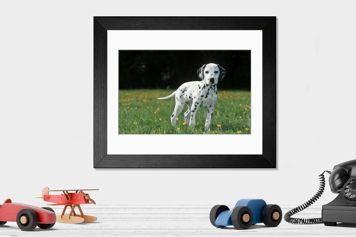 Dalmatian puppy in a garden landscape Print