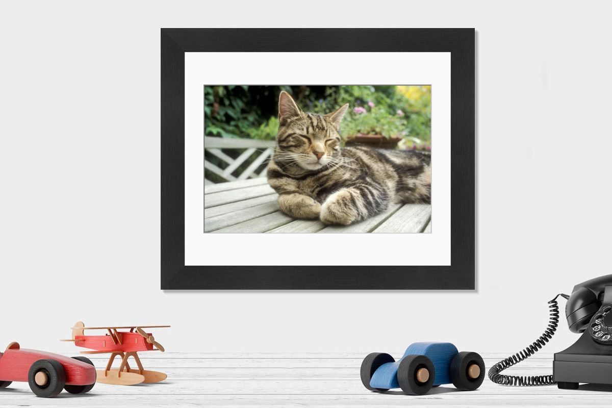 Cat Tabby Print - Sleeping on Garden Table SG-20003. Art Prints