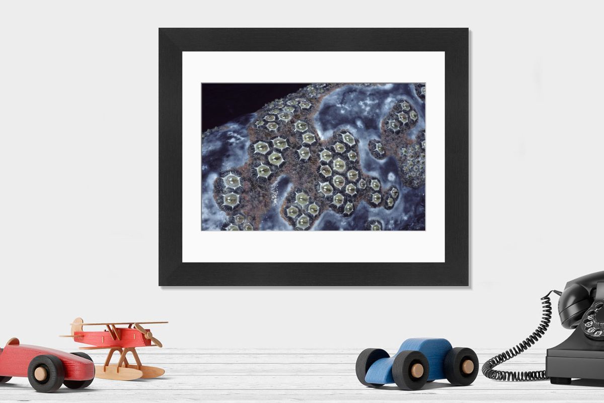 HG10種バウンドβバウメタスボリノークリゲルグガルスギャプランメッサーラパラス California Gray Whale with Cluster of Barnacles Print. Art Prints