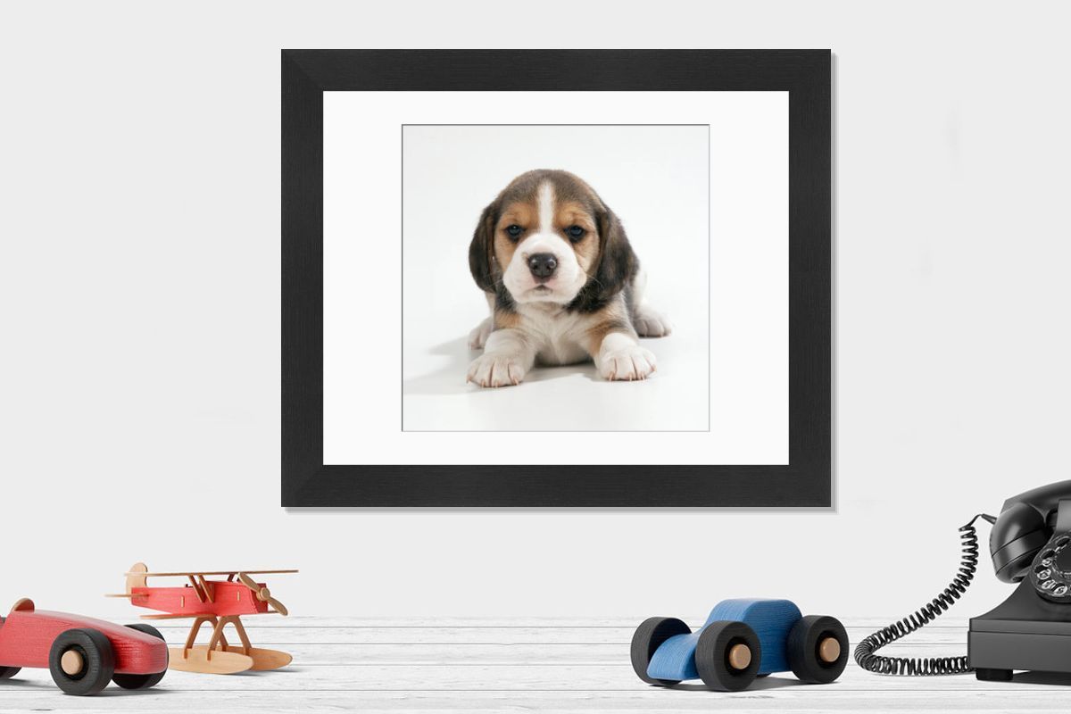 Beagle Dog Puppy Print JD-16776. Art Prints, Posters & Puzzles