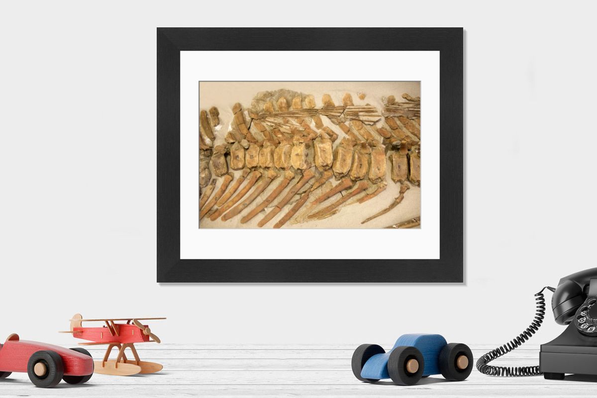 Late Cretaceous Hadrosaur Tail Vertebrae Print. Art Prints