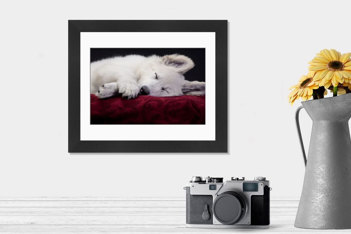 Swiss White Shepherd Dog Sleeping Print LA-9735. Art Prints