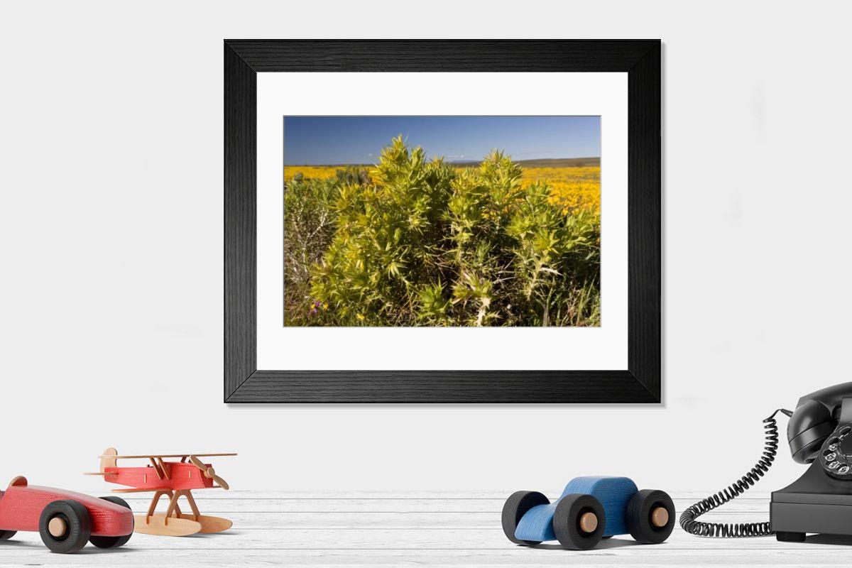 Shown hanging in a room: Modern 14"x12" (36x31cm)