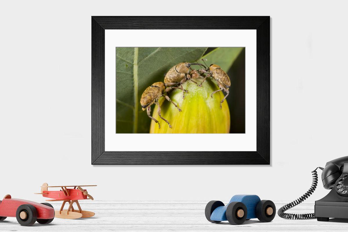 Shown hanging in a room: Modern 14"x12" (36x31cm)