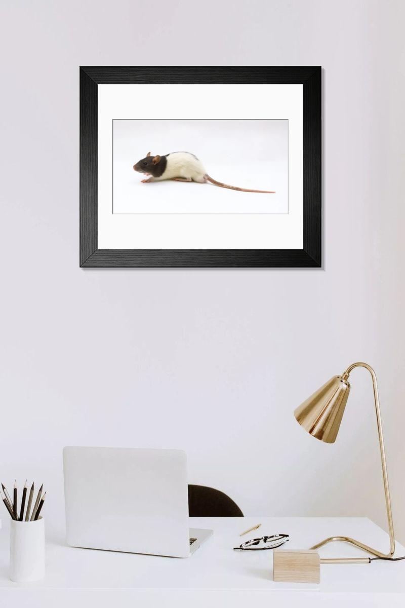 product preview 0