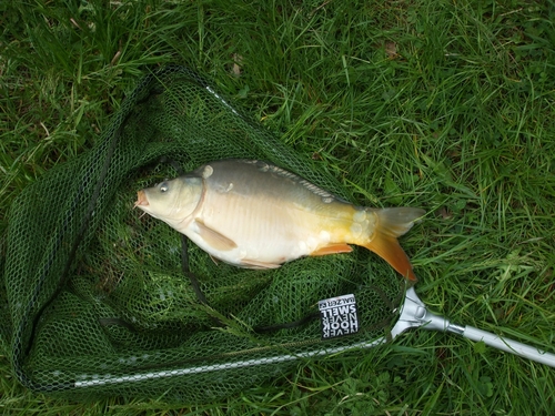 Mirror Carp captured from Peterborough by Andy