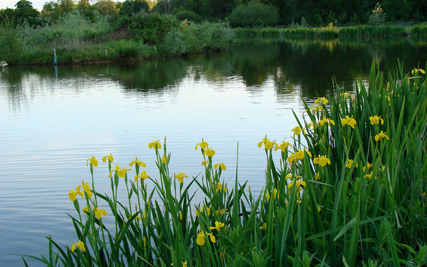 Fishing near me Marsh Farm Fishery