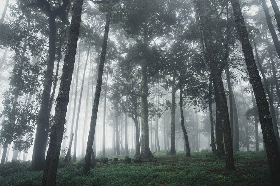 piggia nella foresta