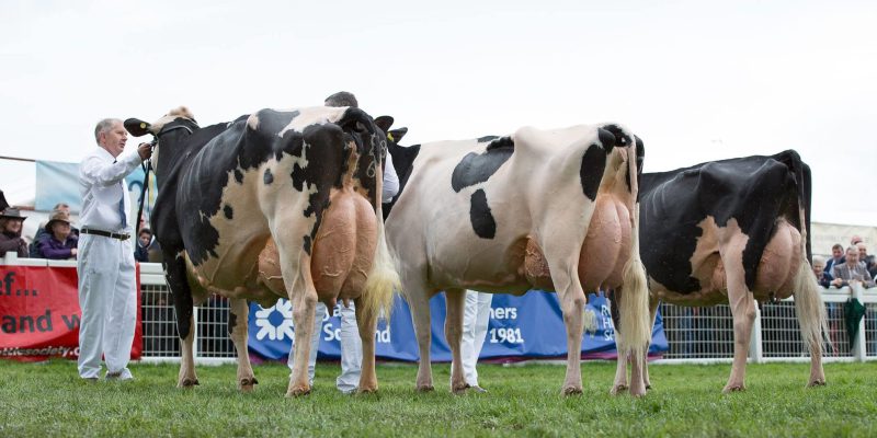 New Holstein Sires Bring New Opportunities To Breeders Agriland Co Uk