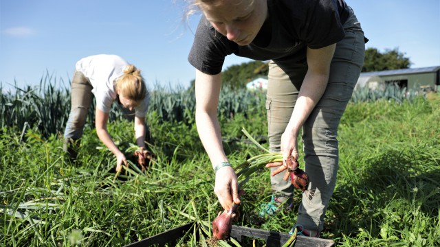 Soil Association, Millennials