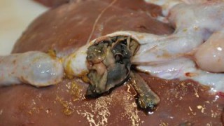 Farmers advised to stay vigilant on liver fluke