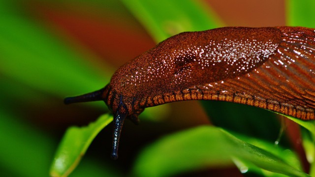 High-tech imaging aims to provide 'precision slug-control strategies'