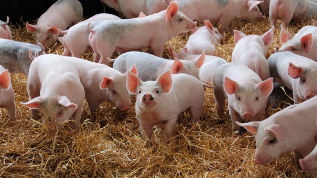 Red Tractor recognises that NSF offers California prop12 for uk pork