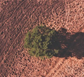 Research: UK harvest estimates down by £828 million due to drought