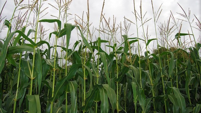 Forage Maize