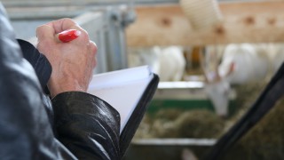 Official veterinarian struck off for falsifying slaughterhouse certificates