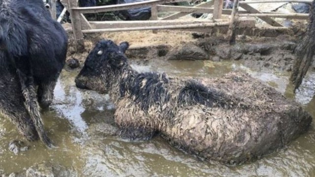 Cornwall farmer