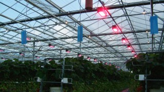 Energy-saving horticulture programme to be extended to soft fruit sector