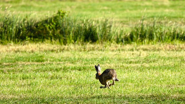 Hare coursing