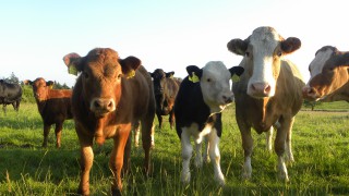 Deadline approaching for 2018 Scottish Suckler Beef Support Scheme