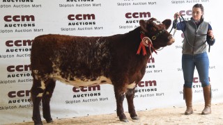 Beef Shorthorn females achieve new 11,000gns Skipton record