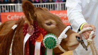 Welsh Winter Fair: Hard Brexit ‘biggest threat’ to Wales’ red meat industry