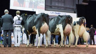 Holstein UK announces 2019 National Holstein Show Judge