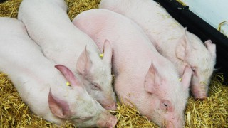 More than 1,000 cases of African Swine Fever confirmed in Europe