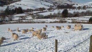 ‘Beast from the East’ knocks 500,000 off Welsh sheep numbers